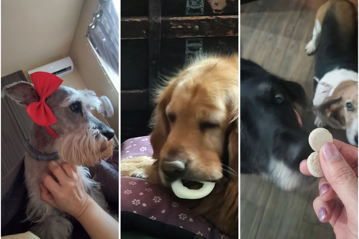 Perros de clientas que toman Mobility Chews