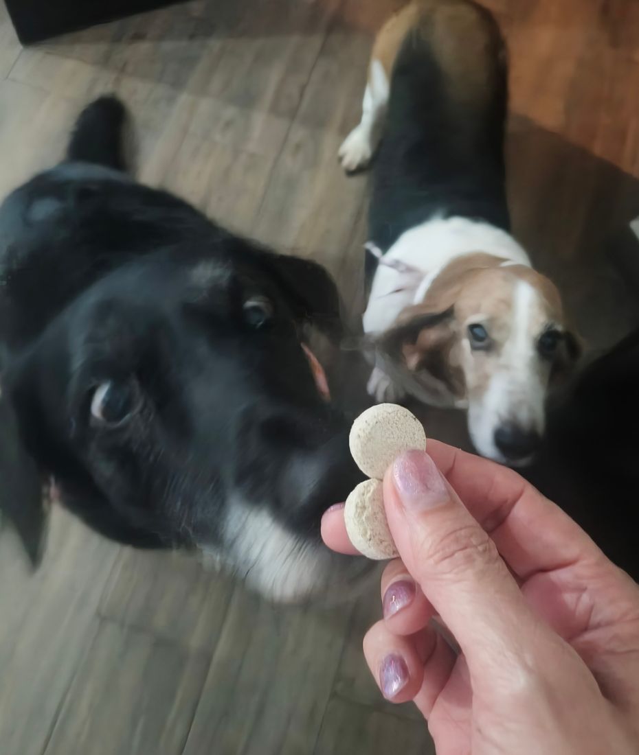 Dos perros recibiendo su tableta de la mano de su dueña