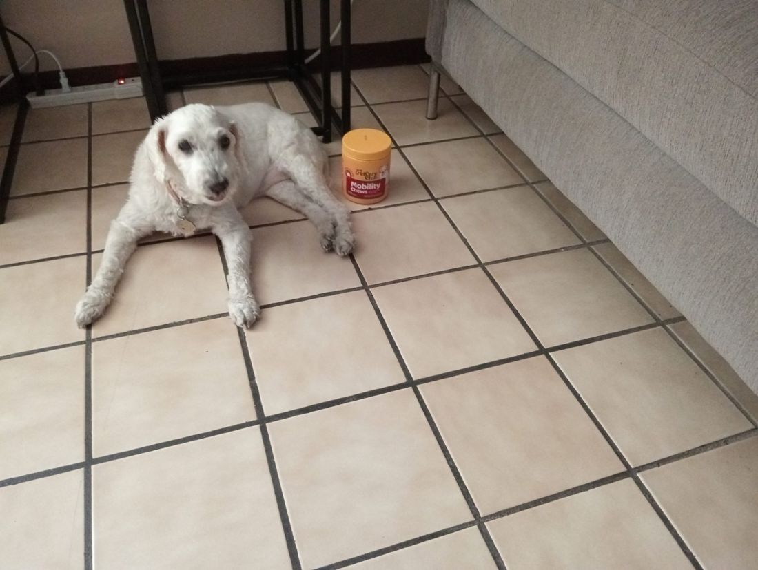 Perrita de 13 años de Francisco P.