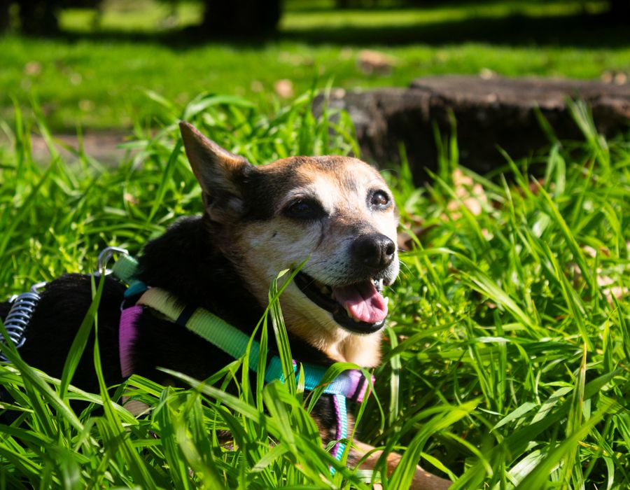Perro en el pasto
