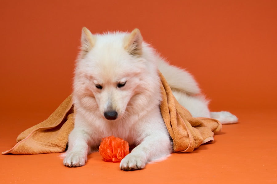 Perro envuelto en su cobija sin ganas de levantarse