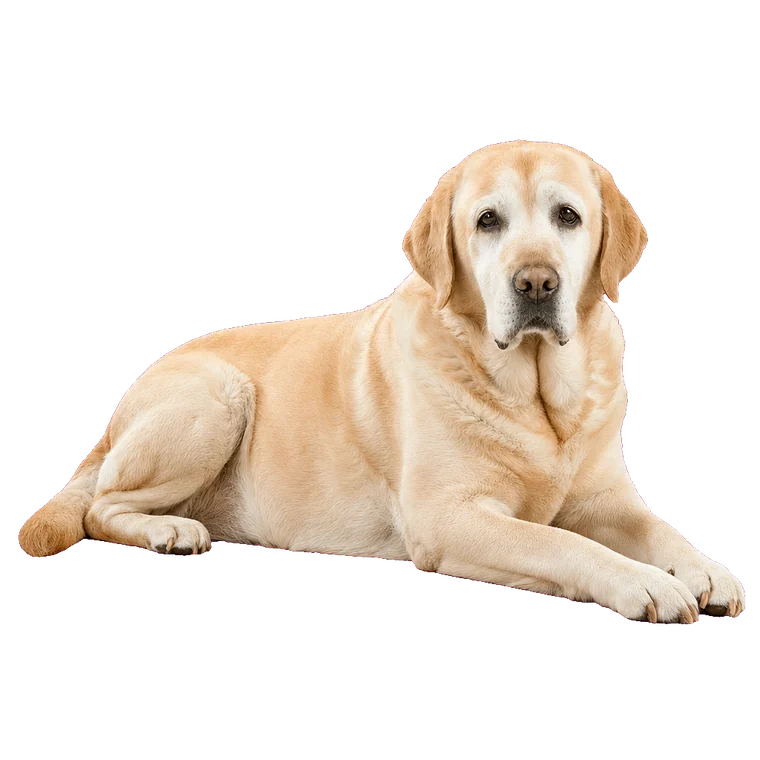 Perro senior de 7 años o más