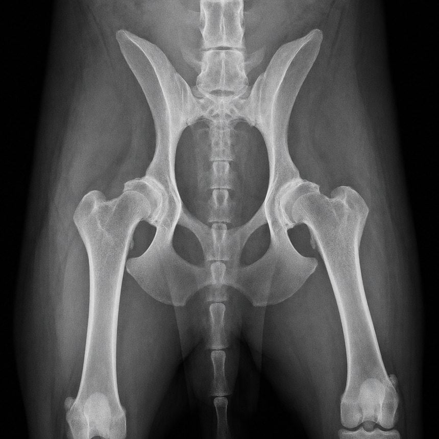 Perro con displasia de cadera