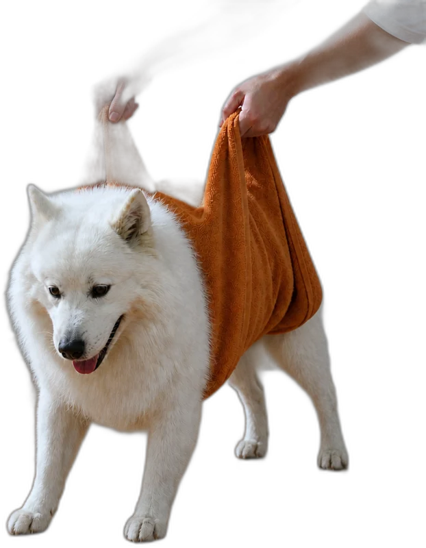 Perro activo con su pelota