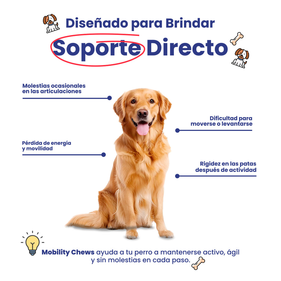 Señales de que tu perro necesita soporte articular