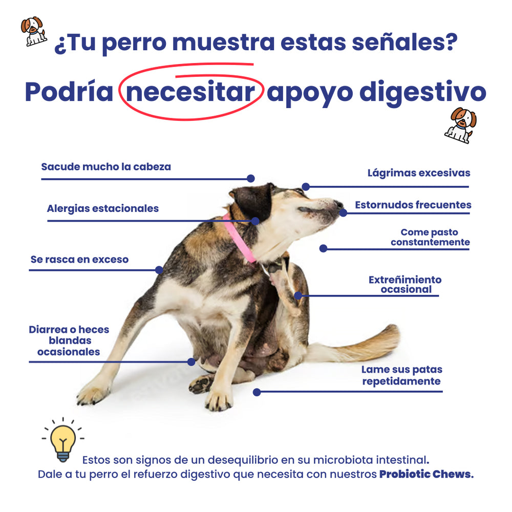 Probiotic Chews – Probióticos y Prebióticos para Perros