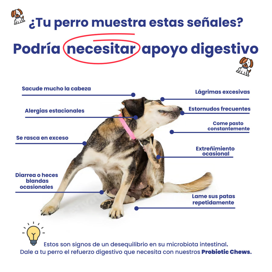 Beneficios de Probiotic Chews