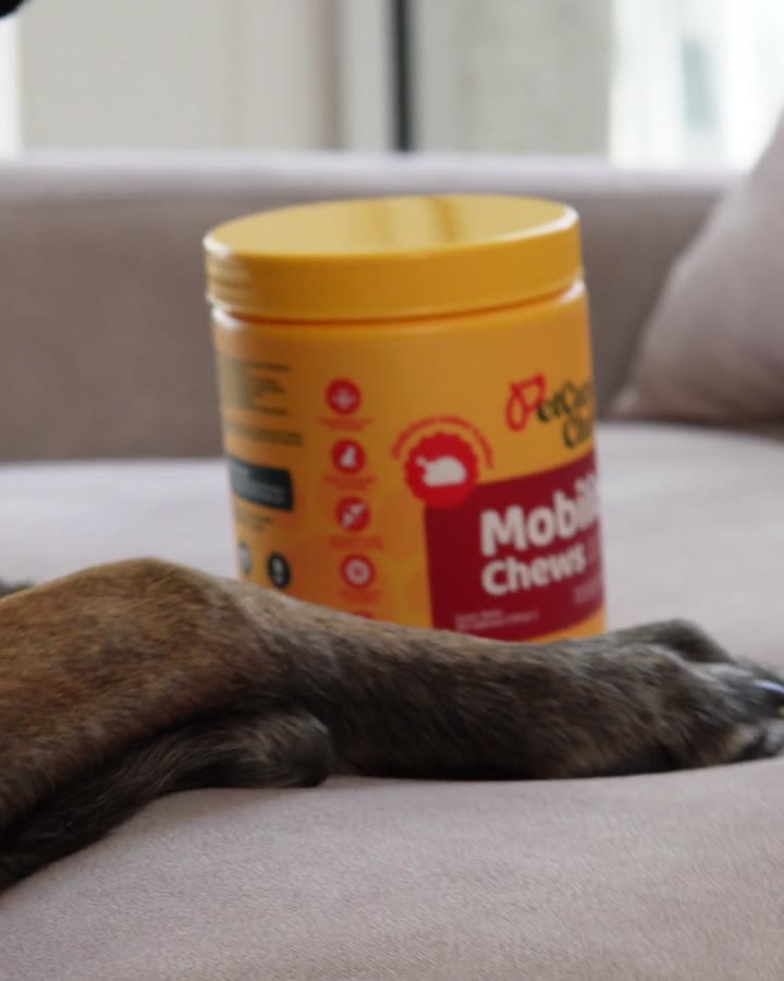 Bote de Mobility Chews junto a un perro