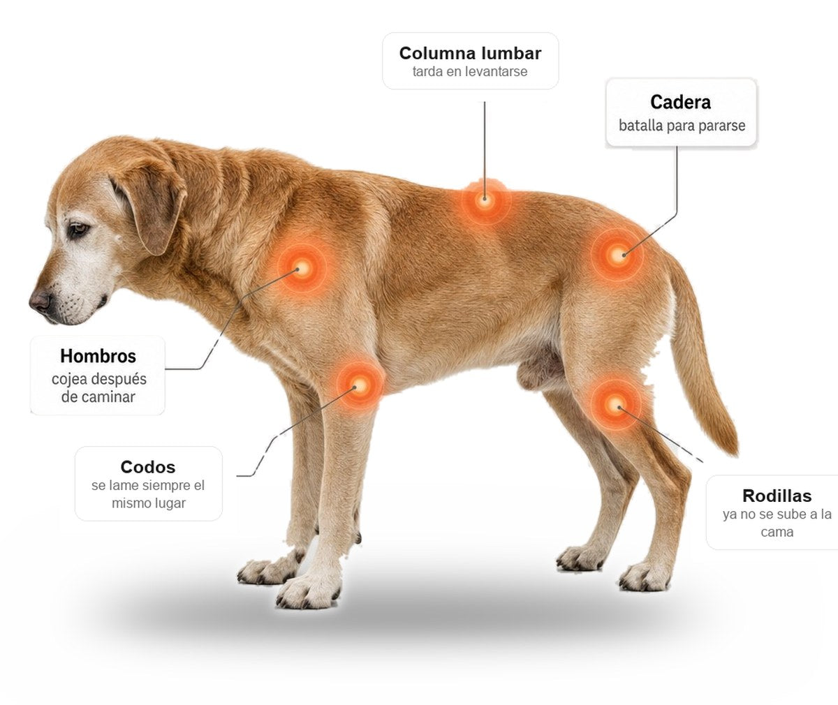 Las cinco zonas donde le duele a un perro mayor: hombros, codos, columna lumbar, cadera y rodillas