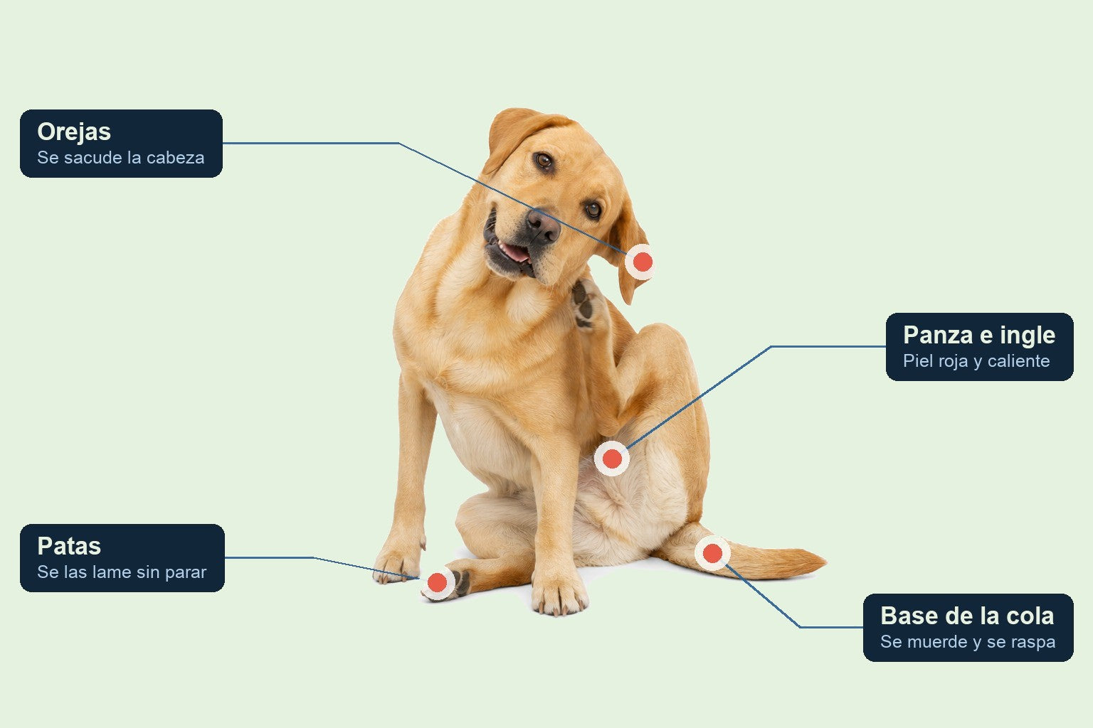 Las zonas donde más se rasca y se lame un perro con la piel irritada: orejas, patas, panza y base de la cola