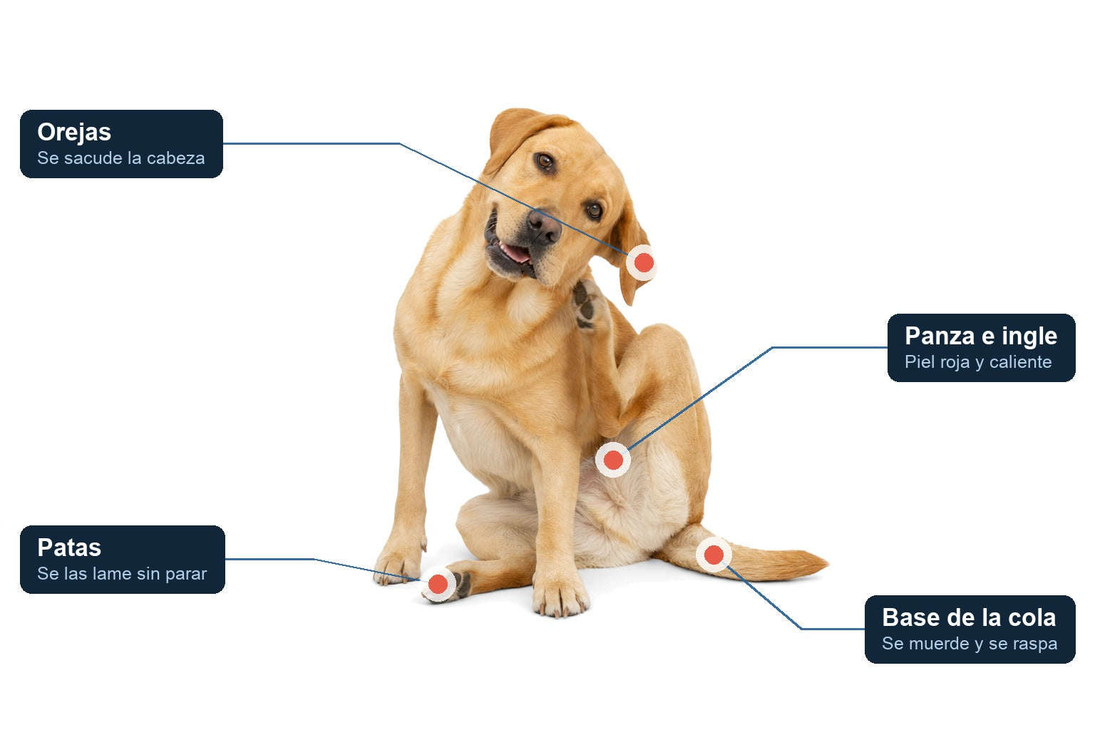 Las zonas donde más se rasca y se lame un perro con la piel irritada: orejas, patas, panza y base de la cola