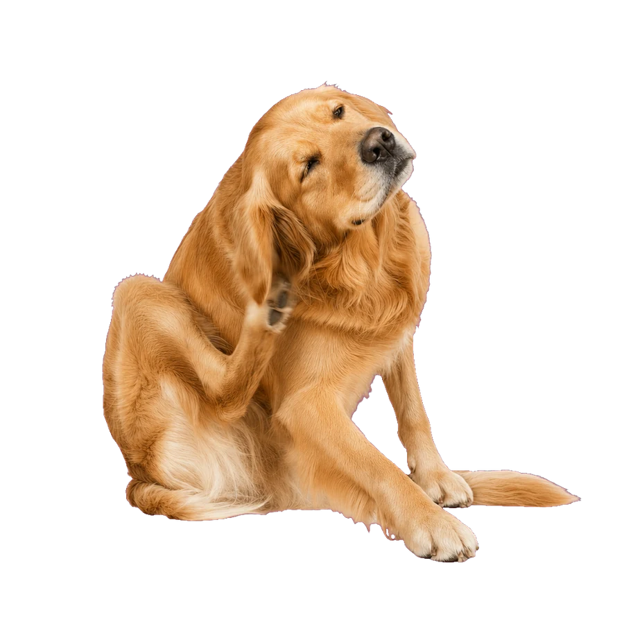 Perro senior de 7 años o más